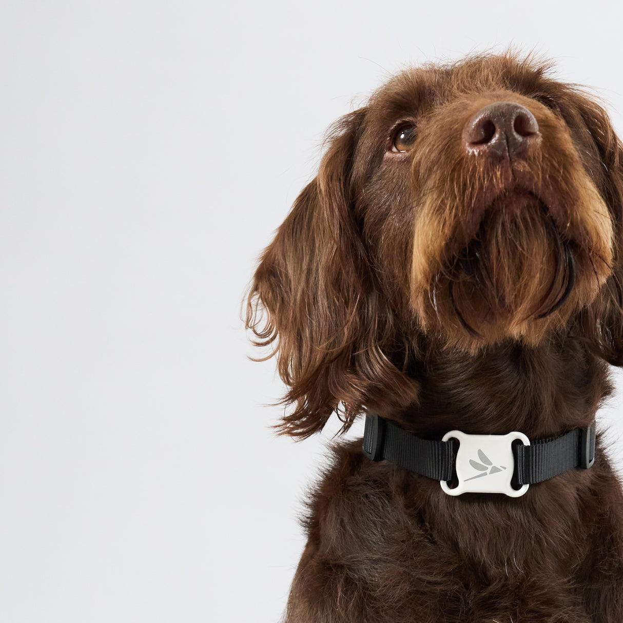 Zeluvi Adjustable Dog Collar with Smart GPS Tracker