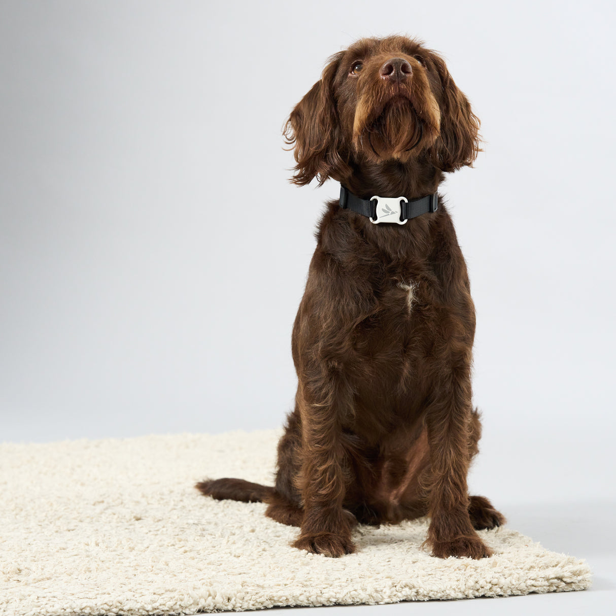 Zeluvi Adjustable Dog Collar with Smart GPS Tracker