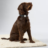 Zeluvi Adjustable Dog Collar with Smart GPS Tracker