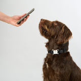 Zeluvi Adjustable Dog Collar with Smart GPS Tracker